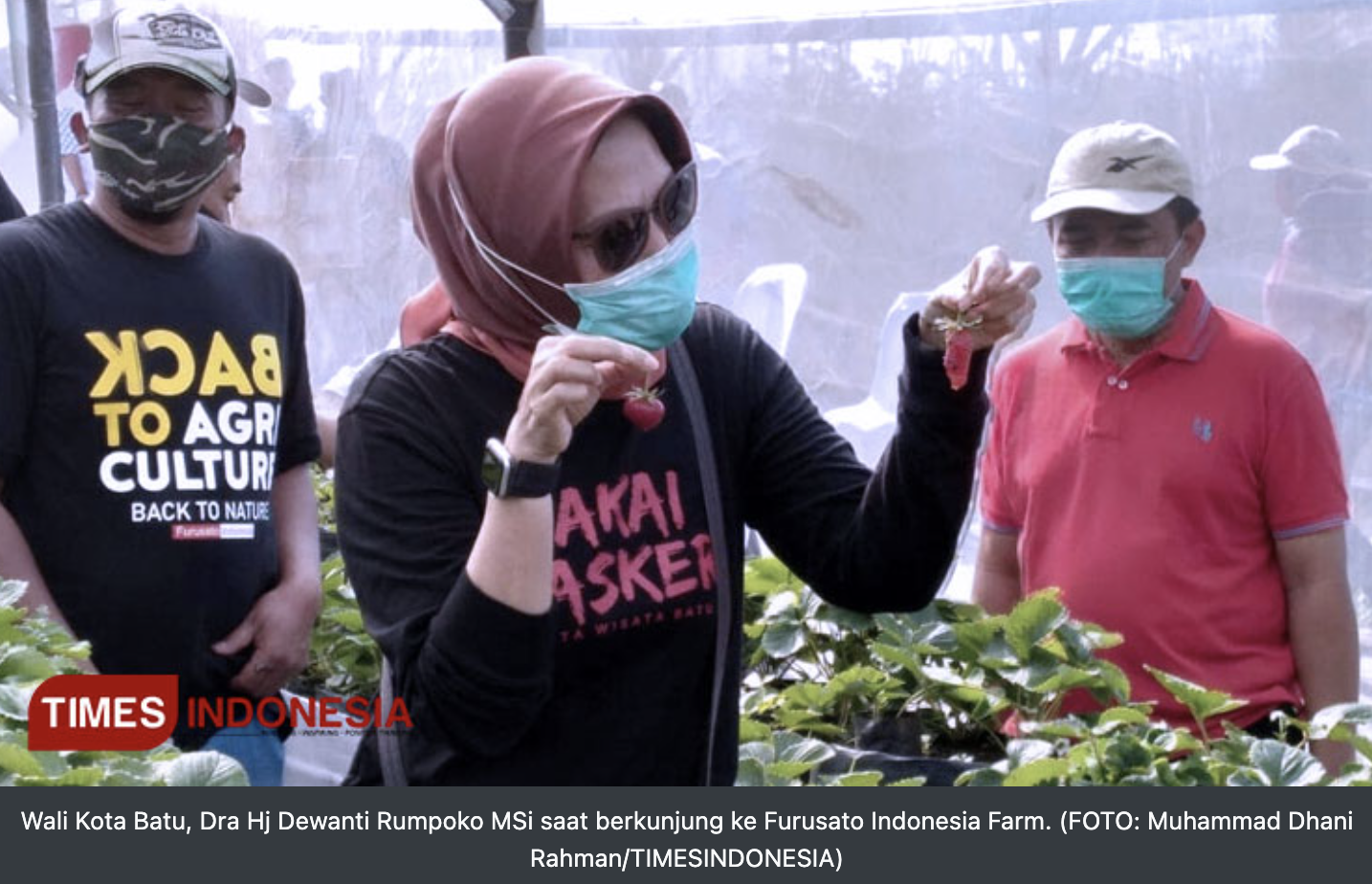 Sempat Disebut Gila, Petani Furusato Indonesia Berhasil Kembangkan Melon Pegunungan