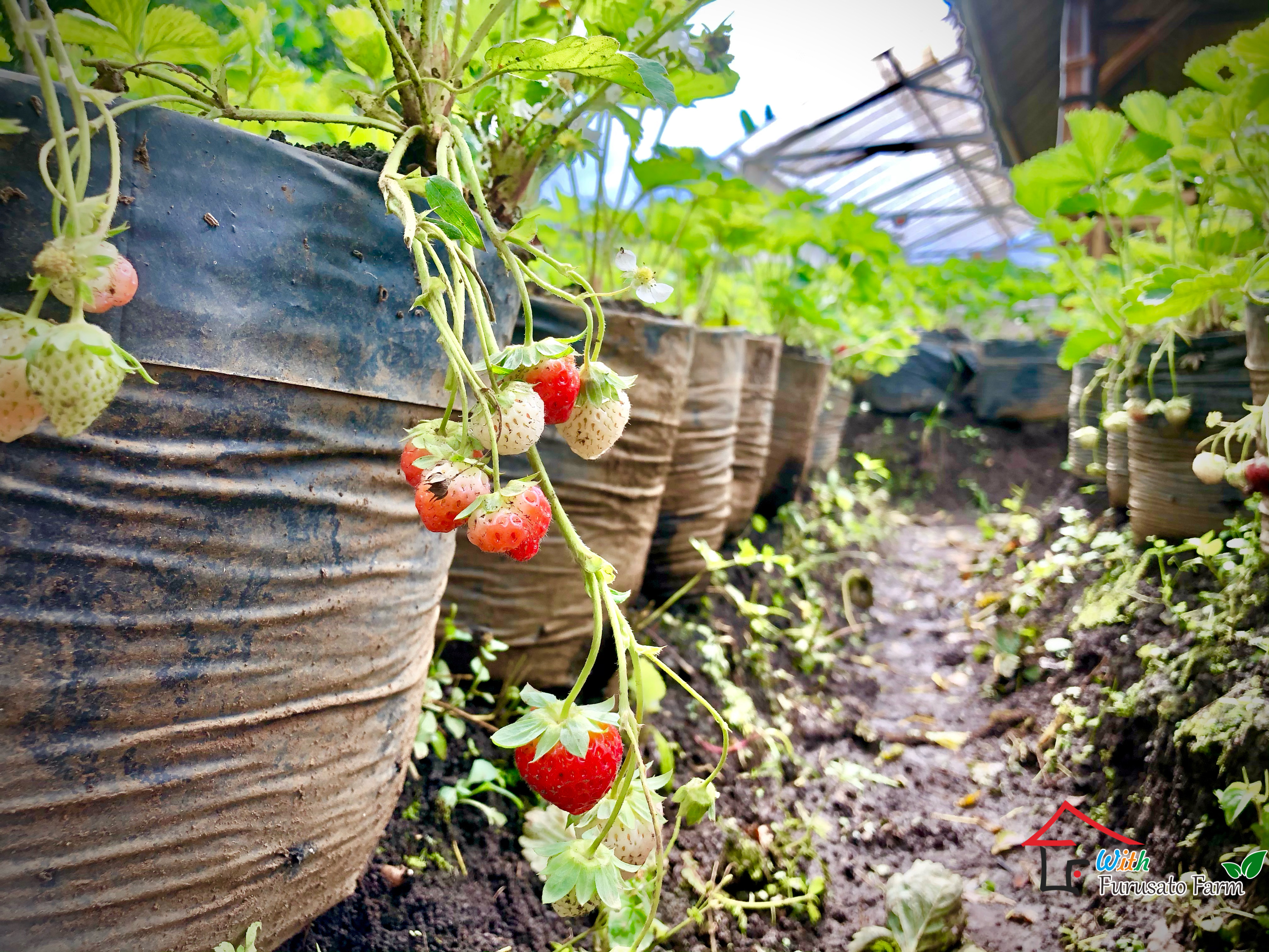 Tutorial Budidaya Strawberry Organik